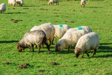 Obraz premium Typical Basque landscape between mountains and animals