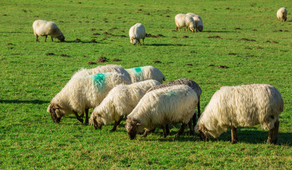 Typical Basque landscape between mountains and animals