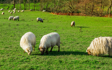 Fototapeta premium Typical Basque landscape between mountains and animals