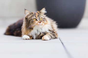 Un chat tigré