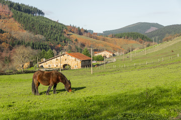 Plakat Typical Basque landscape between mountains and animals 