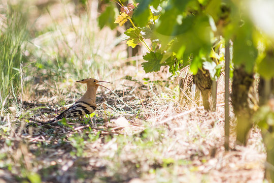 Une huppe fasci&eacute;e dans les vignes