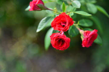 バラとちょうちょ