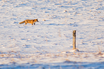 Un renard dans la neige