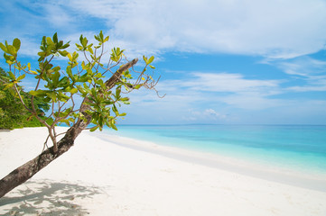 Beautiful clear sea white sand and fresh tree island with blue sky for rest and relax.