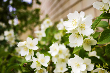 Mock orange tree - Philadelphus - flower blossoms in summer