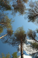 high pines trees overhead in blue sky