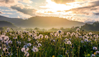 field of white fluffy dandelions at foggy sunrise. beautiful countryside scenery in mountainous area