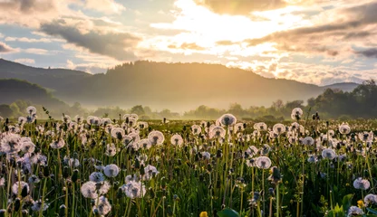 Wall murals Countryside field of white fluffy dandelions at foggy sunrise. beautiful countryside scenery in mountainous area