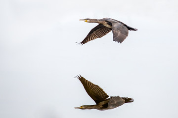 Fototapeta premium Un Grand Cormoran en vol et son reflet dans le lac.