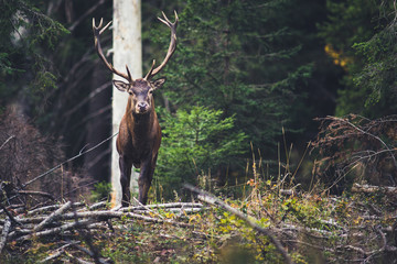 Un cerf élaphe dans le Jura vaudois