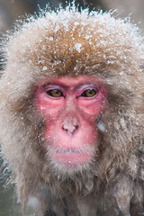 Snow monkey at Jigokudani.Japan