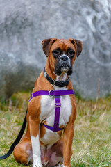 An animal sits, a red-haired dog with a black collar and a blue leash, green grass and a gray wall in the background