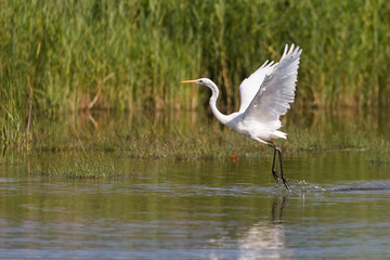 Une Grande aigrette qui s'envole