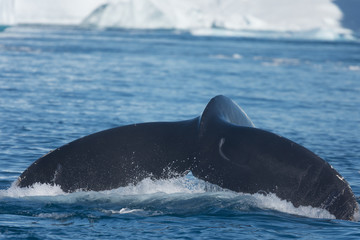 Fototapeta premium Humpback whales feeding among giant icebergs, Ilulissat, Greenland