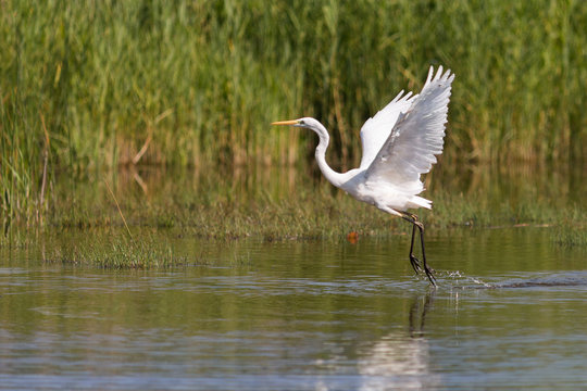 Une Grande aigrette qui s'envole