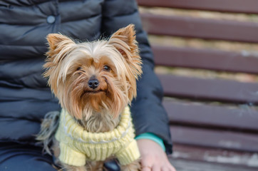 Sits, animal, thoroughbred, dog, brownish red, shaggy, with thick long hair