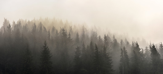  Pine Forests. Misty morning view in wet mountain area. - 187495692