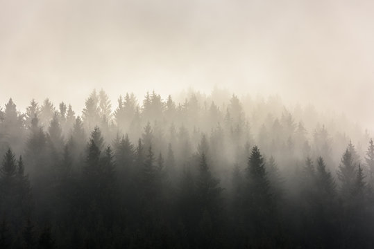  Pine Forests. Misty morning view in wet mountain area.