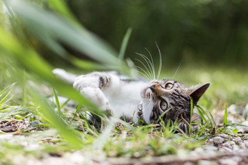 Chat qui joue dans l'herbe
