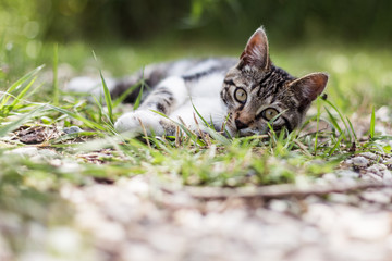 Chat qui joue dans l'herbe