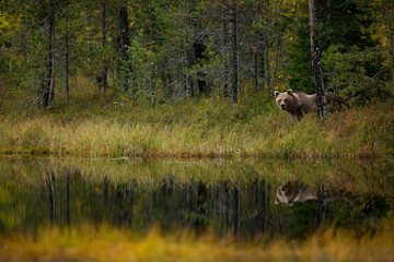 Ursus arctos. The brown bear is the largest predator in Europe. He lives in Europe, Asia and North America. Wildlife of Finland. Photographed in Finland-Karelia. Beautiful picture. From the life of th