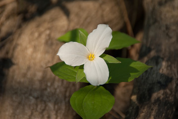 White Trillium Blooming in the Spring