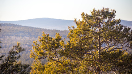 Fototapeta premium Pines in the forest and sunlight. Mountain trees