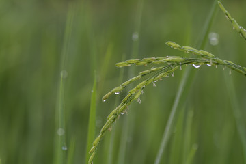Rice with dew in the field