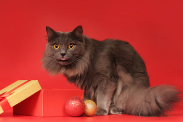 Siberian gray cat in a red background