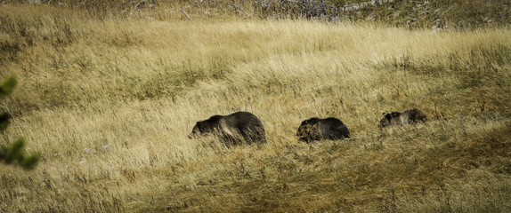 Grizzly Bear and cubs