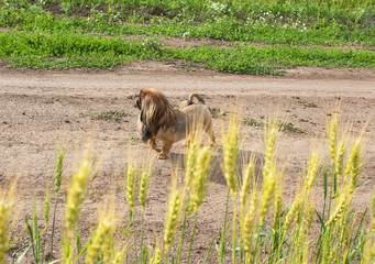 A small yellow dog runs along a country road, along a field where wheat ears grow