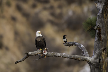 Bald eagle with duck