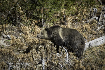 Grizzly Bear and cubs