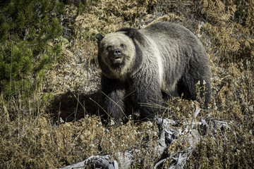 Grizzly Bear and cubs