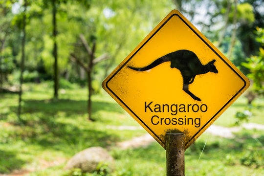 Kangaroo Crossing Sign with green forest background