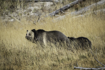 Grizzly Bear and cubs