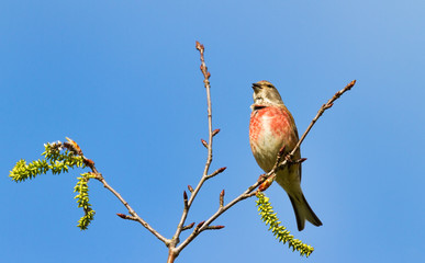 Bluthänfling singt in blühender Weide vor blauen Himmel