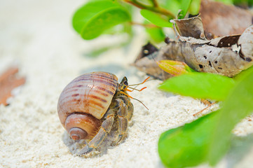 hermit crab