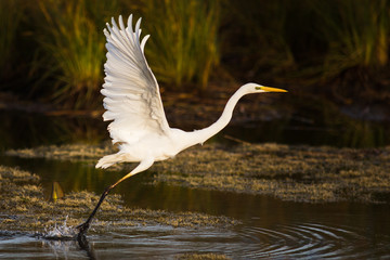 La grande aigrette qui décolle.