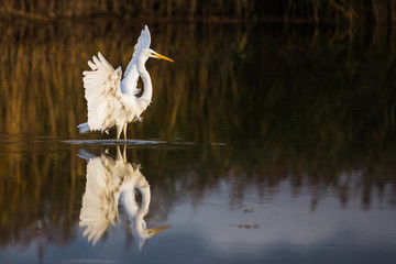 La grande aigrette qui se déploie.