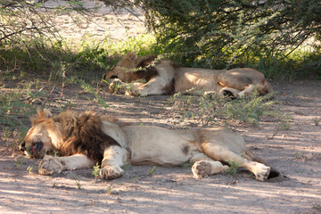 Sleeping Lion Twins