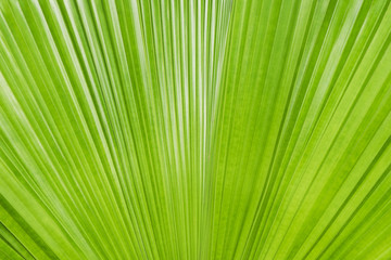 abstract of green leaf texture for background