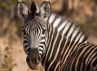 Fototapeta na wymiar Zebra Eye Contact