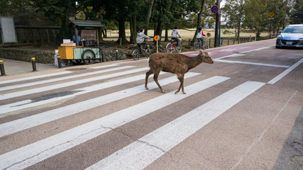 Nara deer crossing road