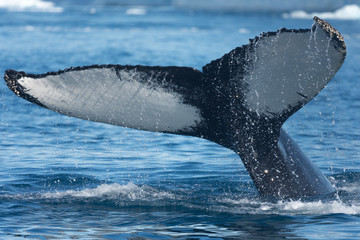 Humpback whales feeding among giant icebergs, Ilulissat, Greenland