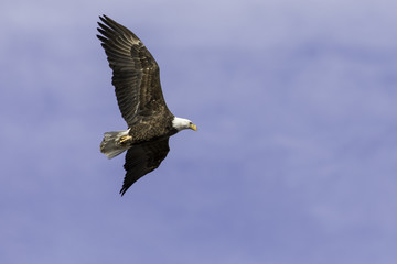 Bald Eagle flying