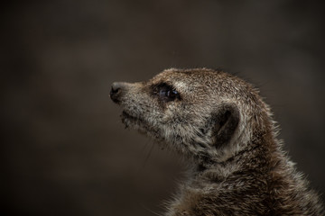 Meerkat closeup, serious face. 