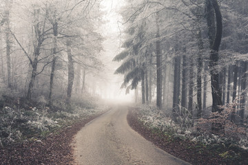Brouillard givrant dans une forêt