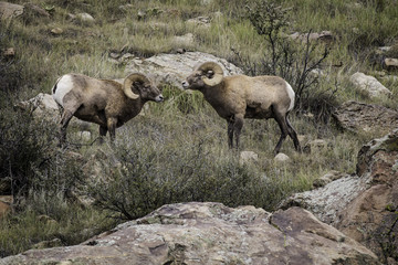 Big Horn Sheep